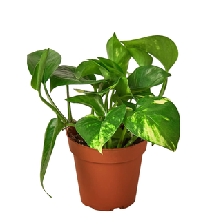 House Plant Shop | Pothos 'Golden'