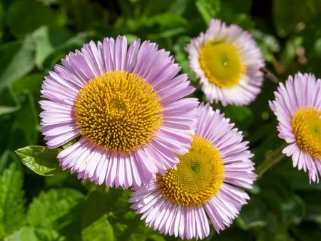 Light Purple Seaside Daisy Plants