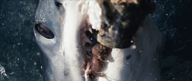 Searching for 'Makozilla' — the supersized mako sharks in the North