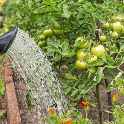 Gardener waters tomato plants with watering can