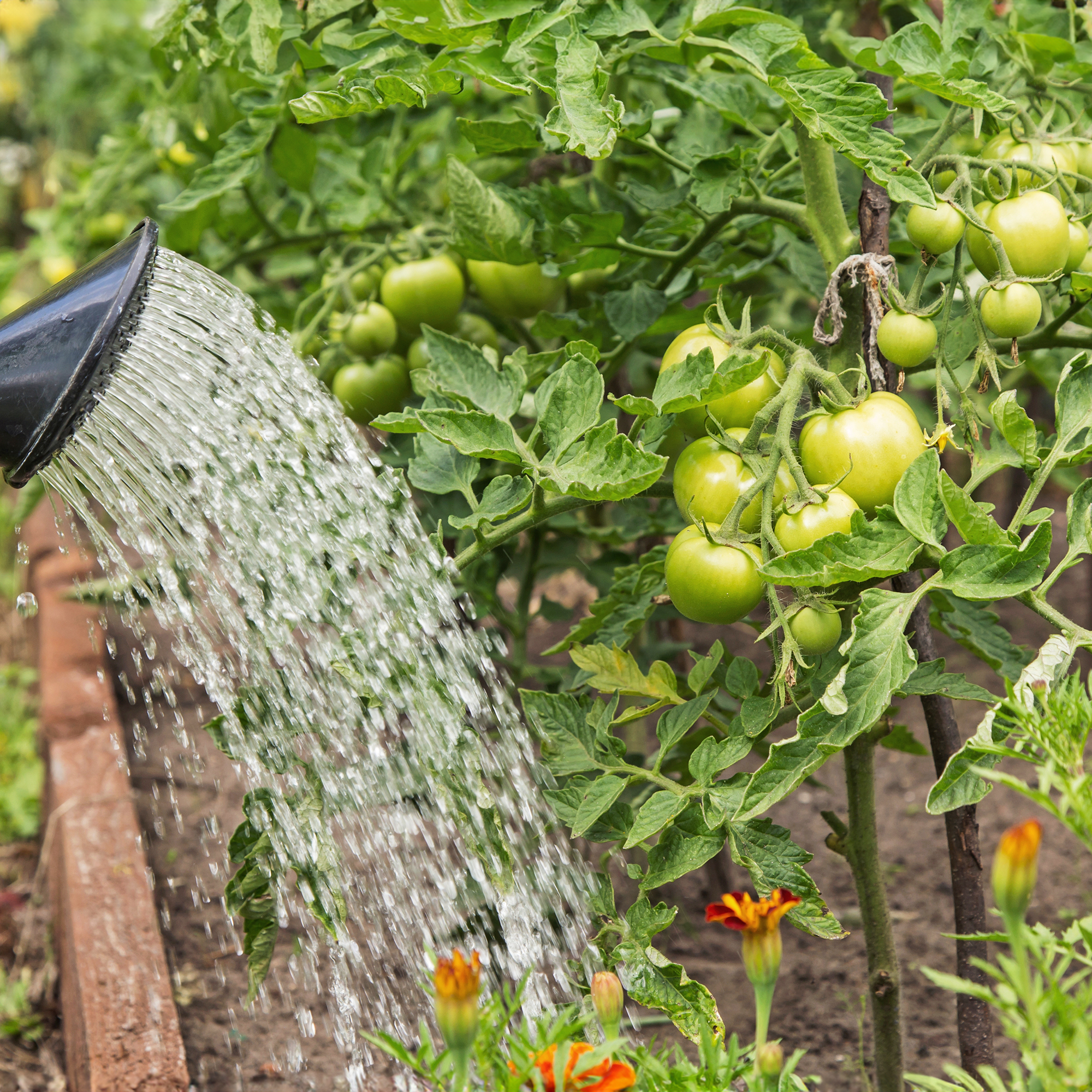 Gardener waters tomato plants with watering can