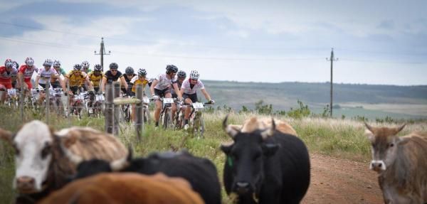 The leaders surprise a herd of cattle