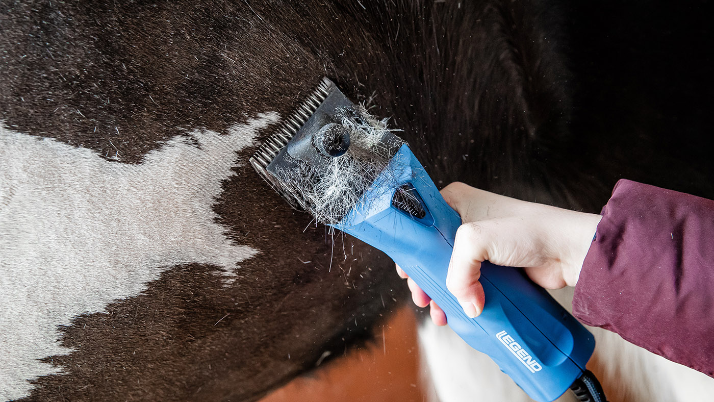 Best horse clippers