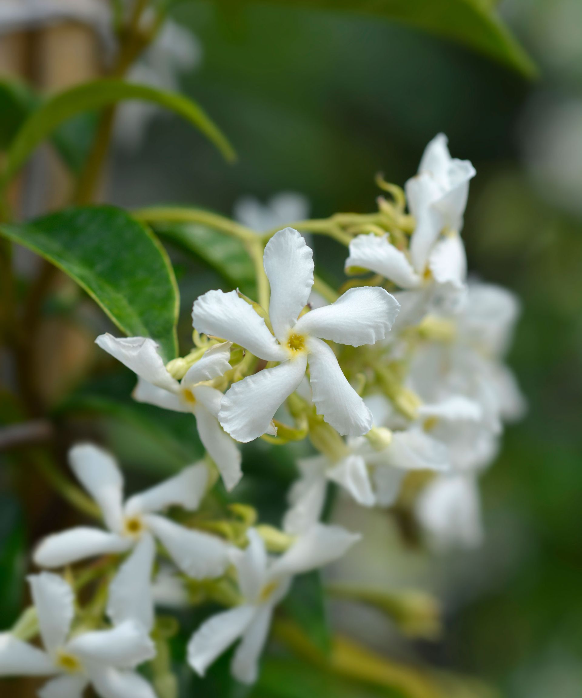 Star jasmine (Trachelospermum jasminoides)