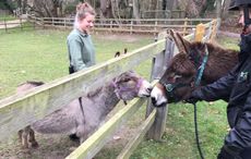 RedDonkeys1.jpg