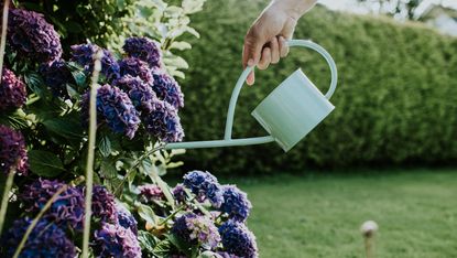 A hand holding a mint watering can watering blue hydrangeas in a garden