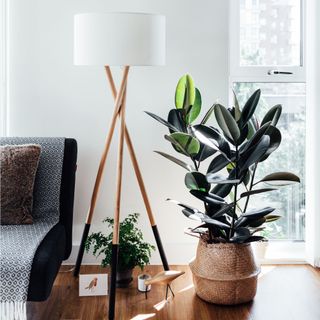 Rubber plant houseplant in hessian planter next to freestanding lamp and sofa