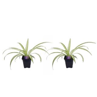 Two spider plants