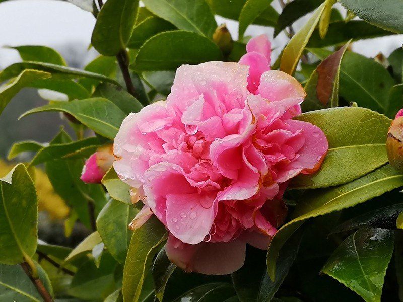 P20 Pro sample: AI flower mode