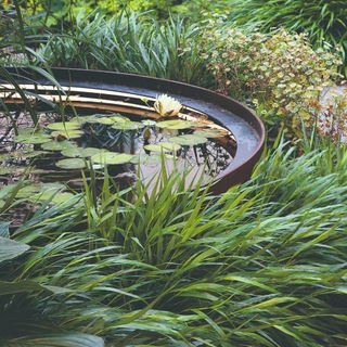 A water pond in the garden surrounded by plants