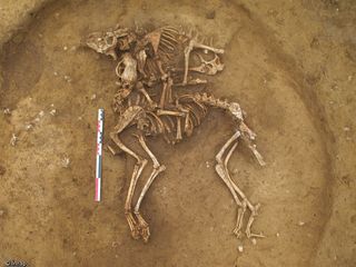 dog and sheep skeletons found in ancient burials