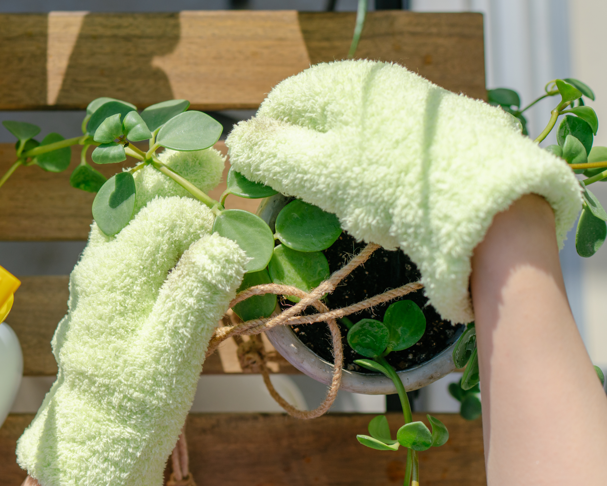 dusting the leaves of a houseplant with microfibre gloves to improve photosynthesis