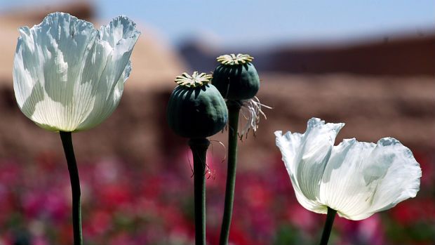 Opium poppy