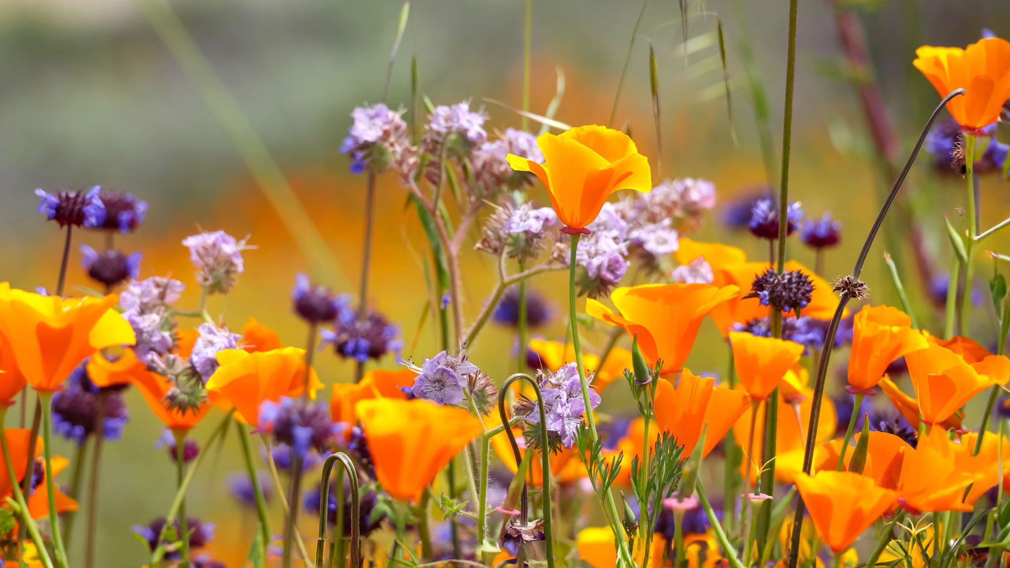 orange Californian poppies growing in garden with purple salvia