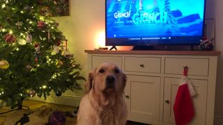 Lowen the golden retriever taking part in Christmas activities