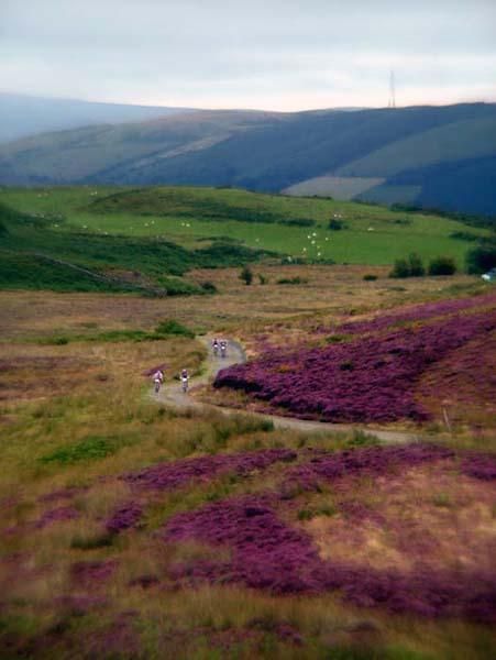 There was plenty of heather to be seen.