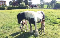 Meghan and Harry twin foals