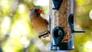 Cardinal bird using squirrel proof bird feeder