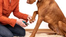 How to cut dog nails