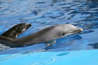 New Research shows that the babies of cetacea, an order of marine mammals that includes dolphins, whales and porpoises, stay <a href="/12040-baby-dolphins-sleep.html">awake for over a month</a> after they are born. This finding c