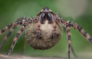 A spider with huge jaws carries its egg sac underneath its body using its pedipalps.