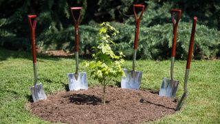 a small tree sapling in fresh soil surrounded by four shovels