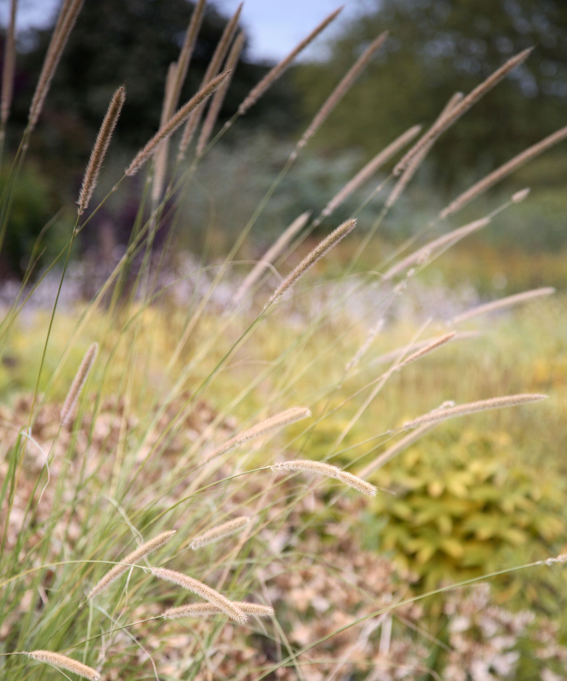 Ornamental grasses with Pennisetum macrourum wild grasses