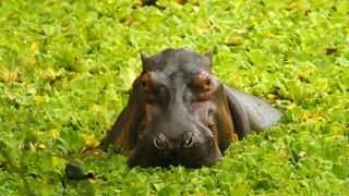 Hippos are native to sub-Saharan Africa, but a once captive herd of escaped animals is right at home in northwestern Colombia.