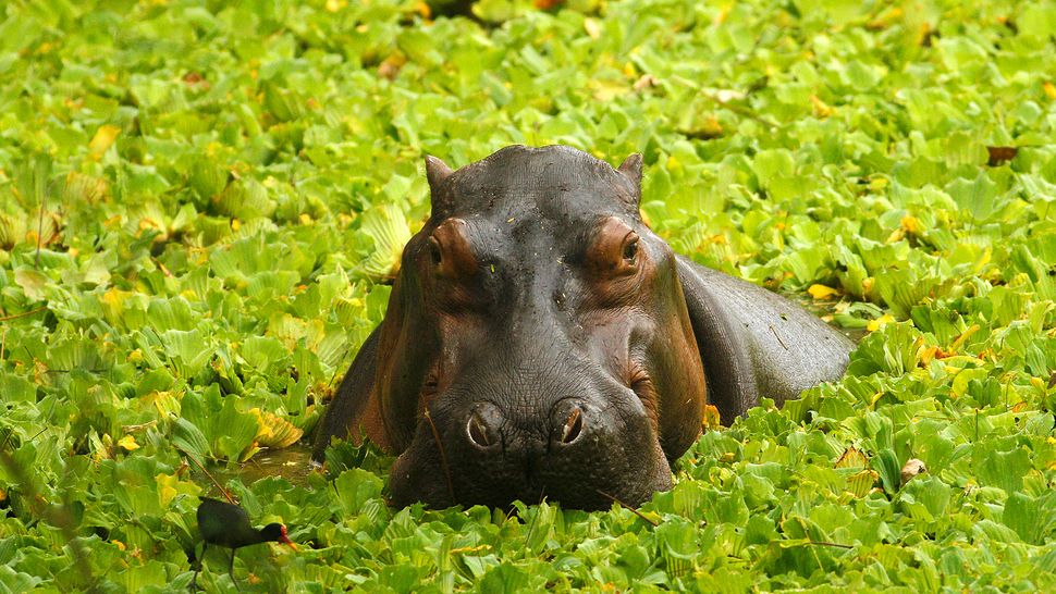 Pablo Escobar's 'cocaine hippos' may be helping river ecosystems in Colombia