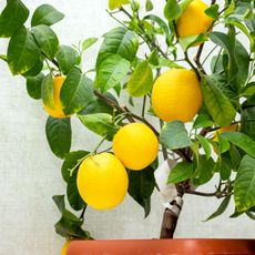 healthy lemon tree with fruit in brown pot against white wall