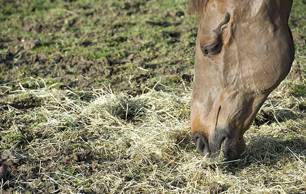 2-grazing-source.jpg