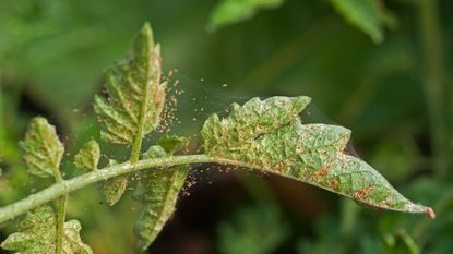 spider mites on leaves