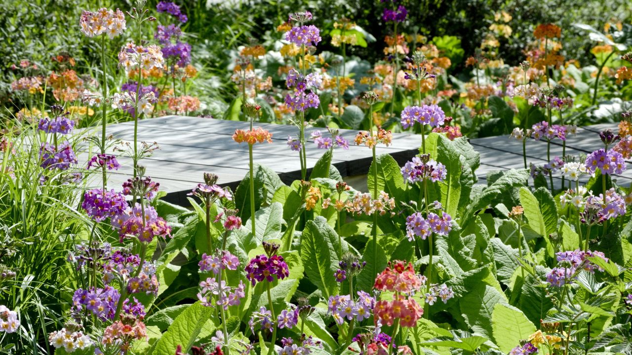 Candelabra primula plants blooming in orange, lilac and red