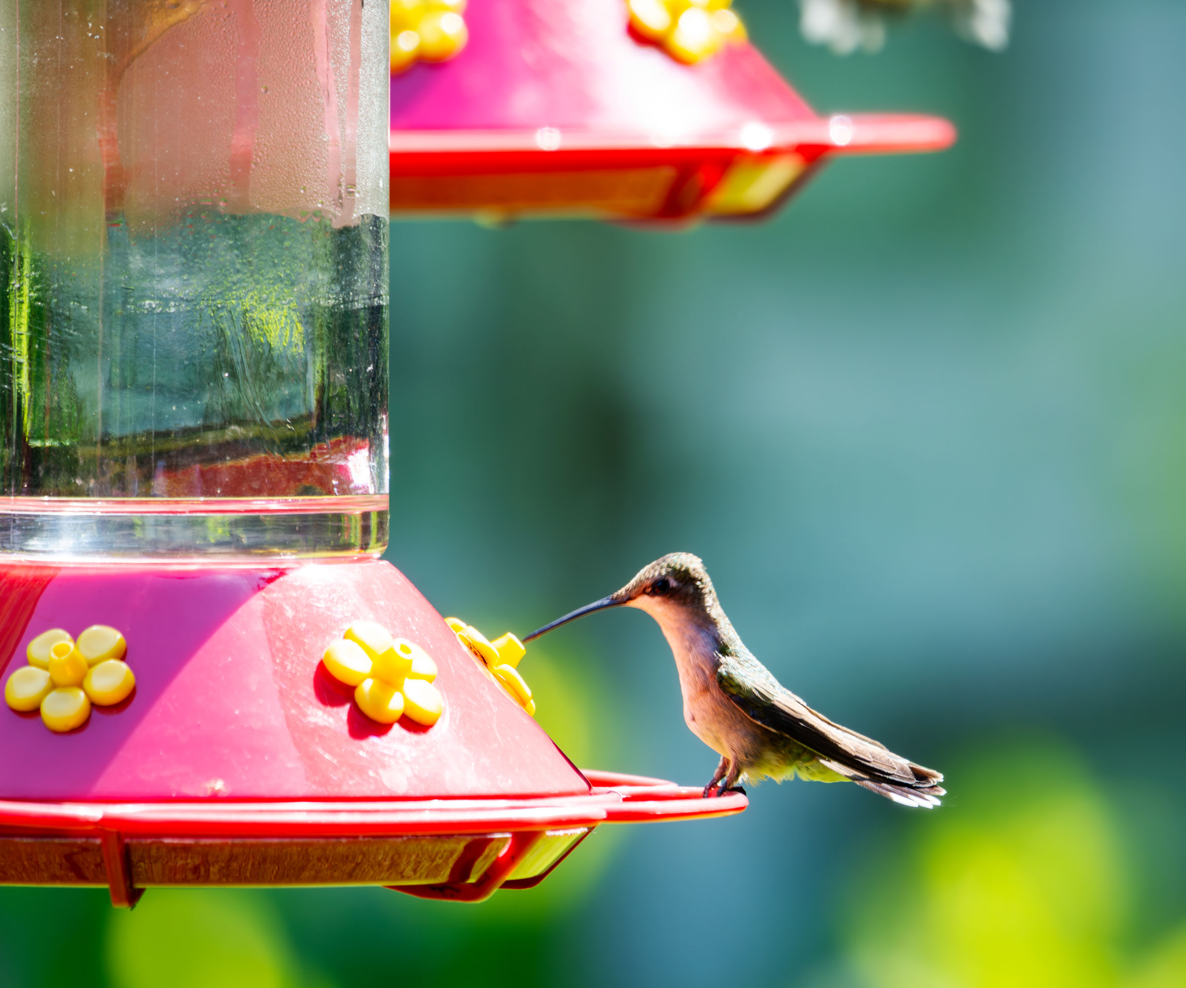 hummingbird sitting on high red feeder with yellow plastic flowers attached