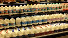  Milk for sale on a grocery store shelf