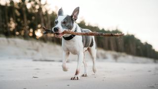 Dog on beach with stick