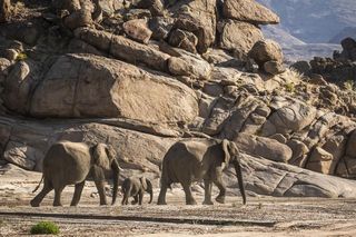 Secrets of the Elephants on Nat Geo