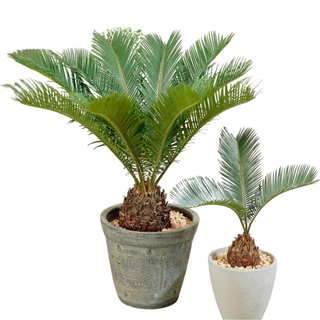 Sago Palm Tree