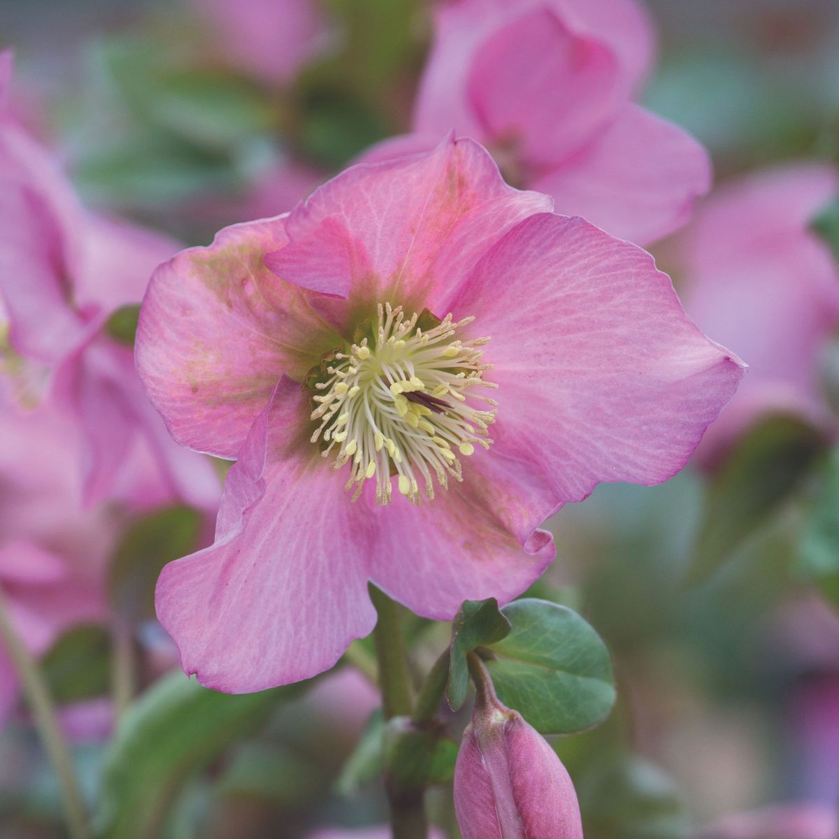 10 fleurs d'hiver à planter maintenant pour une rafale de fleurs pendant les mois les plus froids