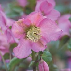 Pink flowering hellebore plant in garden