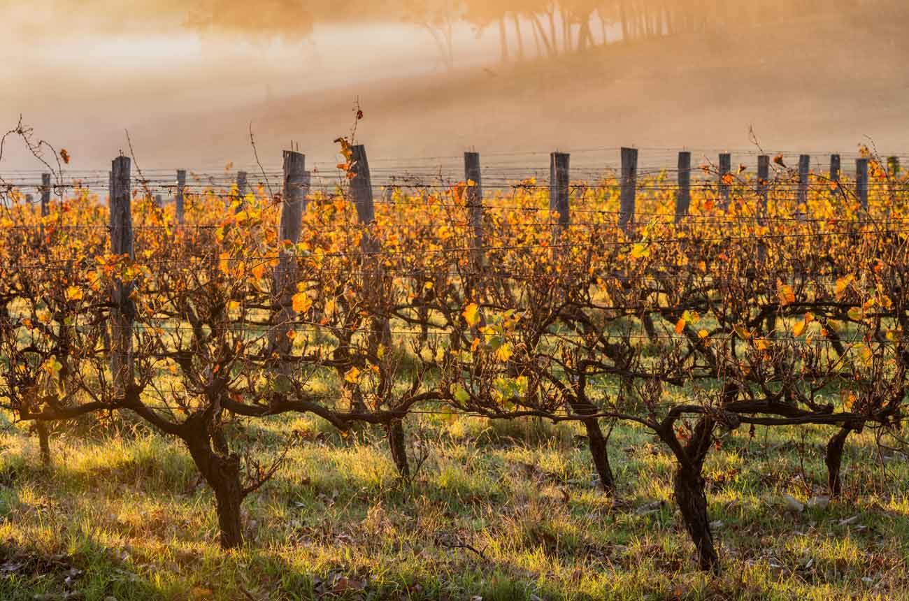 Vineayard scene in Margaret River