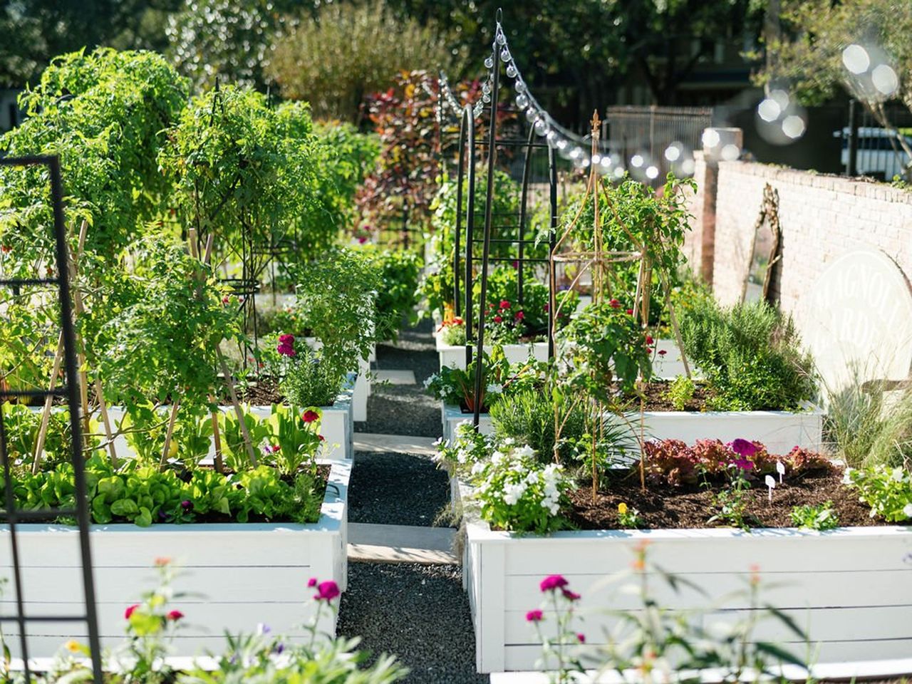 raised vegetable beds in a backyard