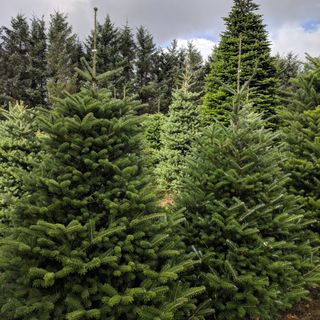 Farm of korean fir Christmas trees