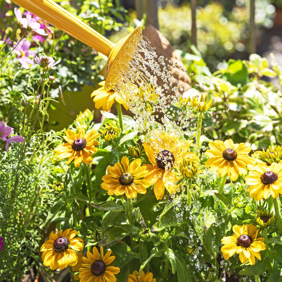 7 Garden Watering Mistakes That Harm Plants And Waste Water | Gardening ...