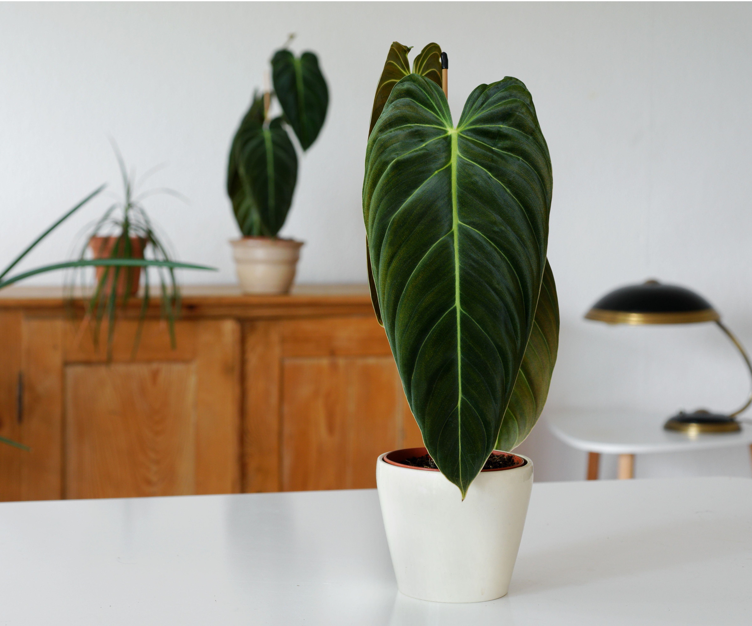 Black-gold philodendron