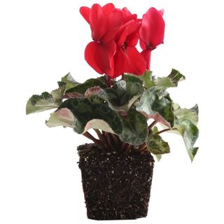 Quart 4in Cyclamen Latinia