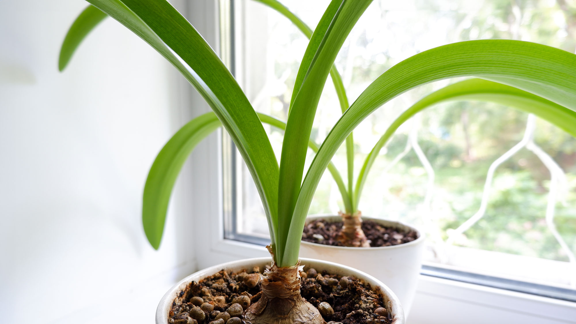 amaryllis with no flowers in container by window