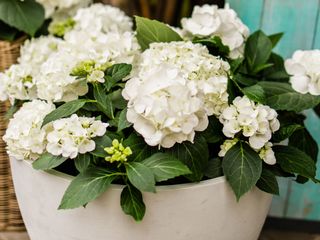 white hydrangea flowers in container