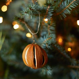 Dried orange on the tree