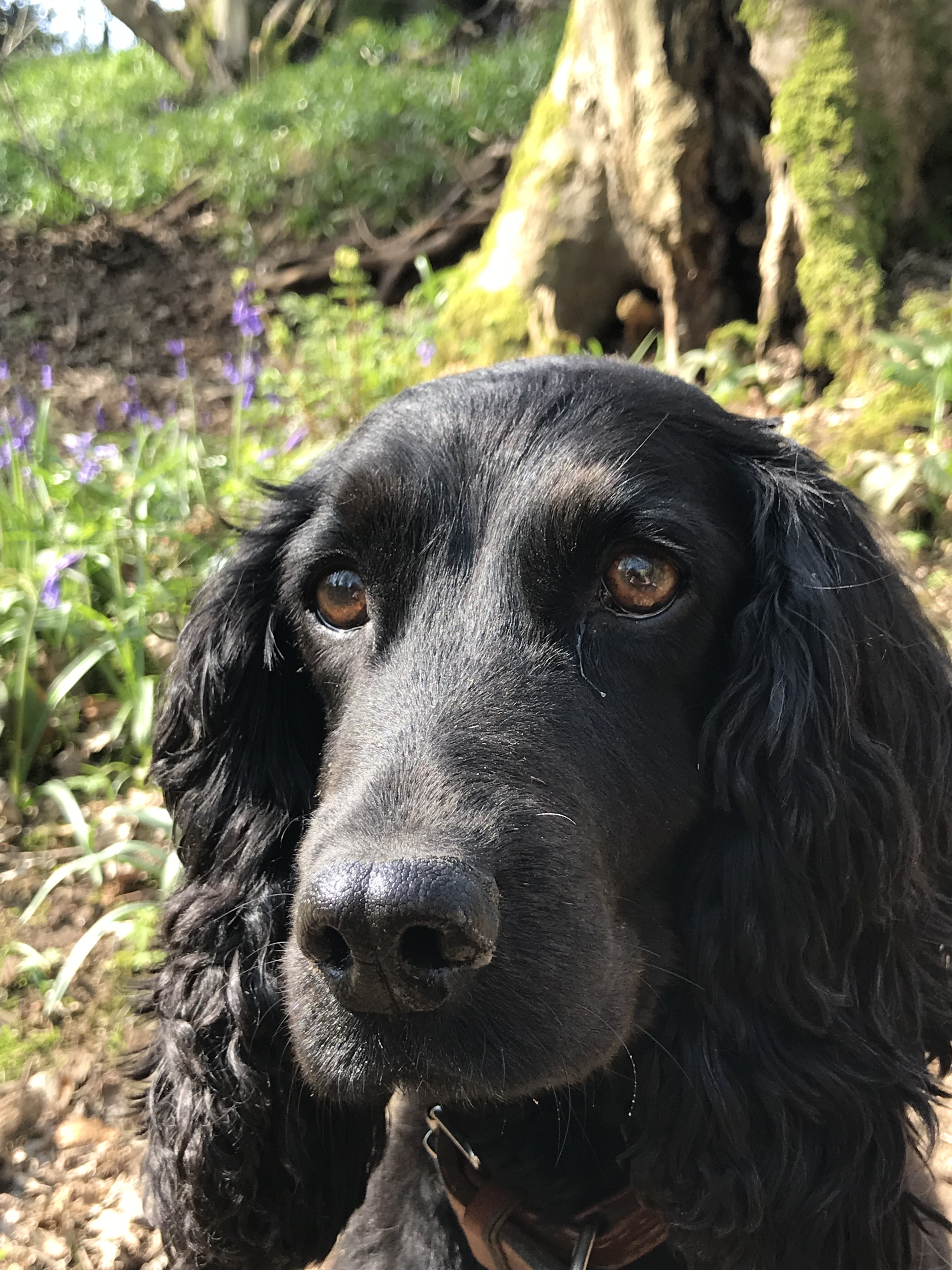 Close-up headshot of a black cocker spaniel